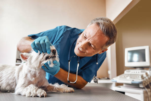 Best Emergency Dental Care for Trauma or Injury in Shrewsbury, NJ